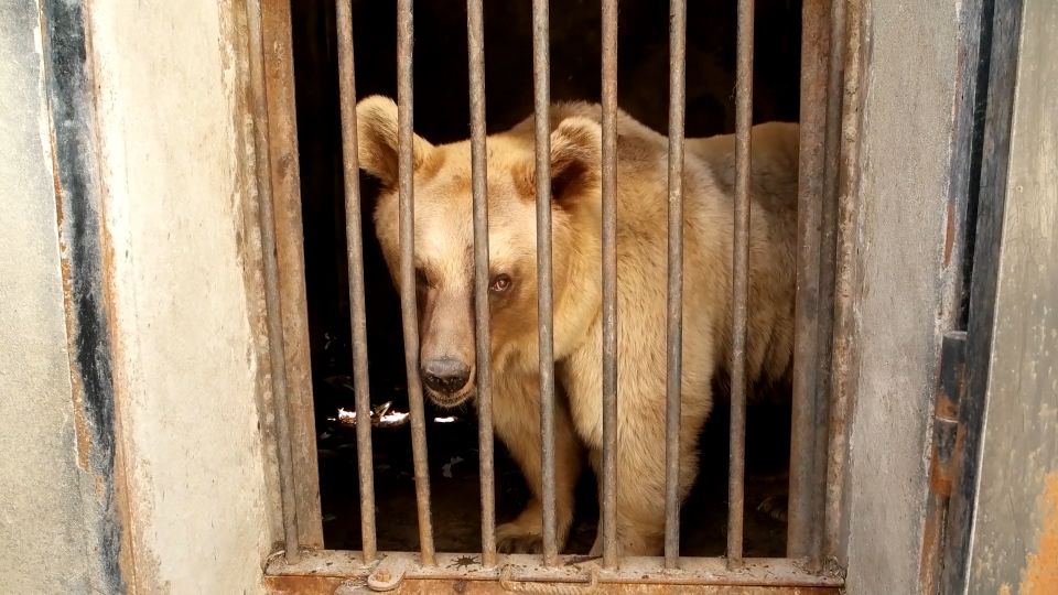One of the alabaster factory bears looking through the bars