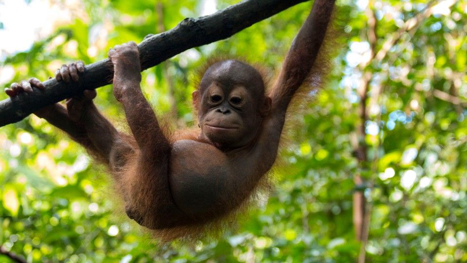 Gatot climbing a tree branch in baby school