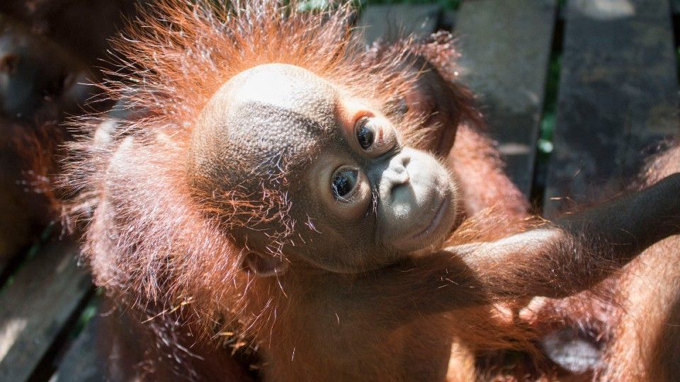 Gatot with incredibly fuzzy hair