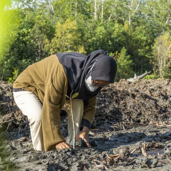 mangrove planting