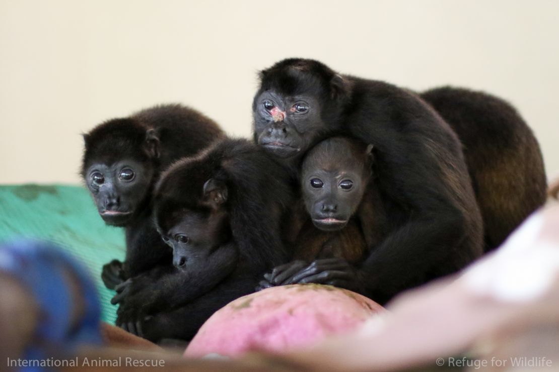 A group of howler monkeys at the centre