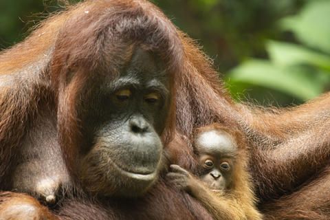 Susi in the wild with her baby Sinar