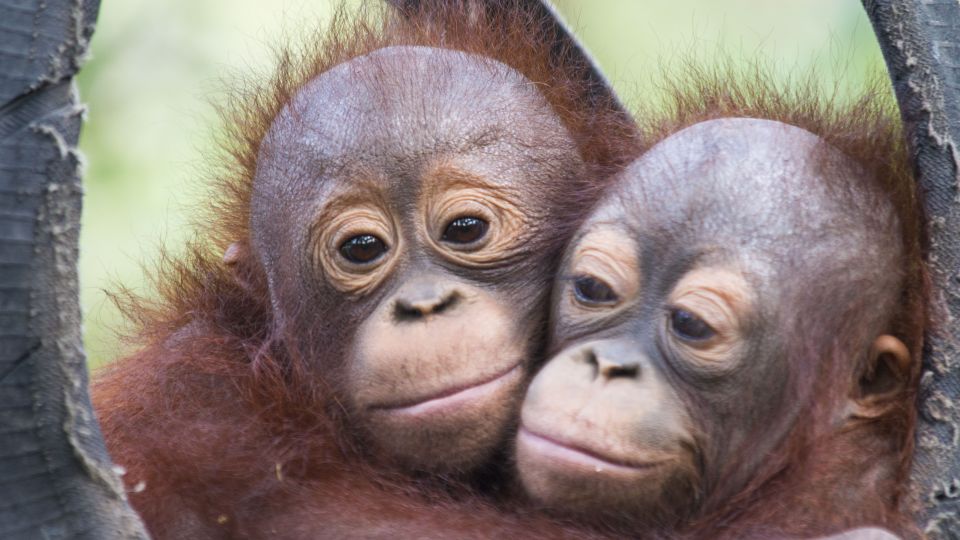 Baby orangutans