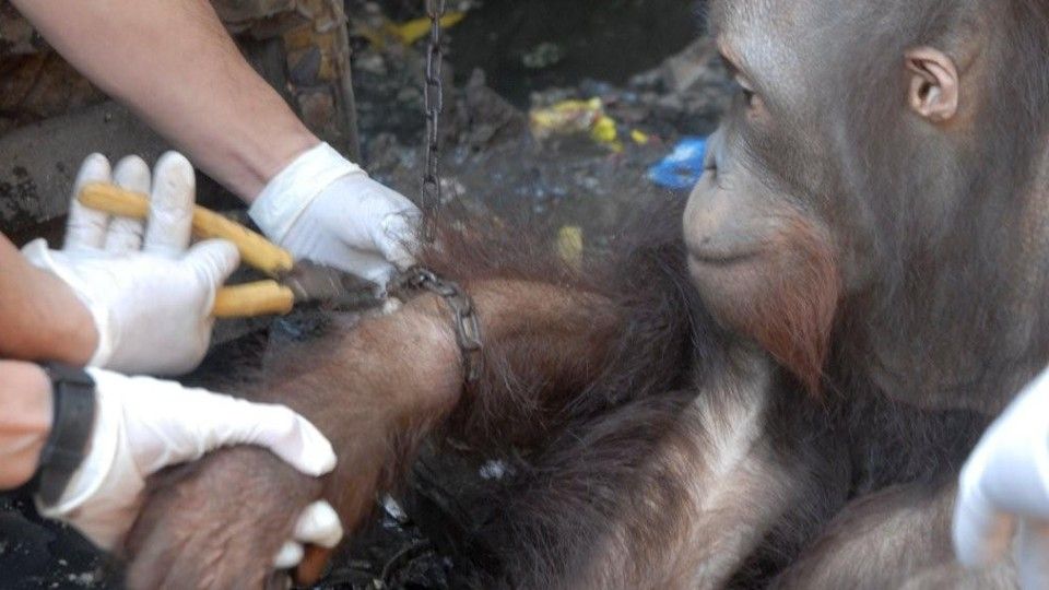 JoJo's chain being cut