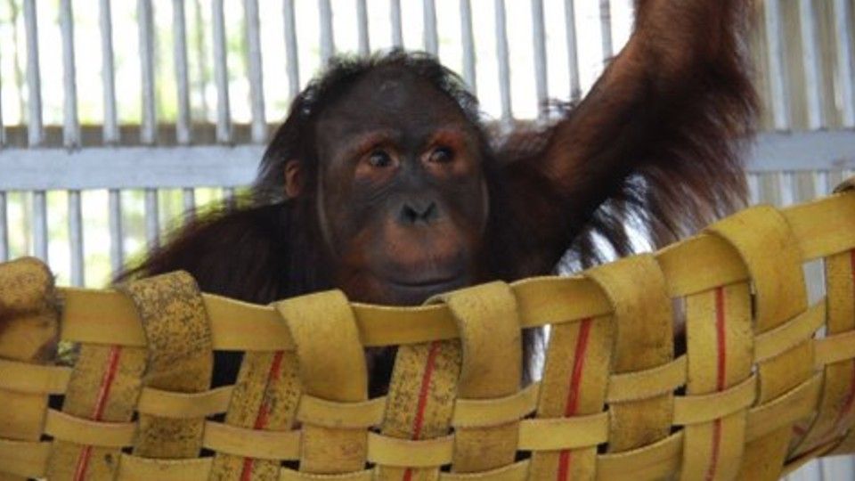 JoJo in a quarantine enclosure