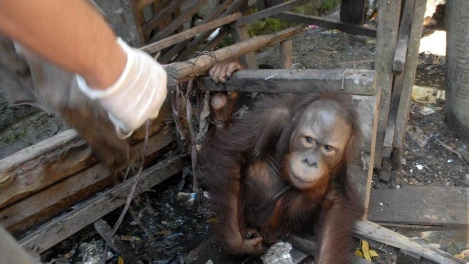 JoJo found in a sewer