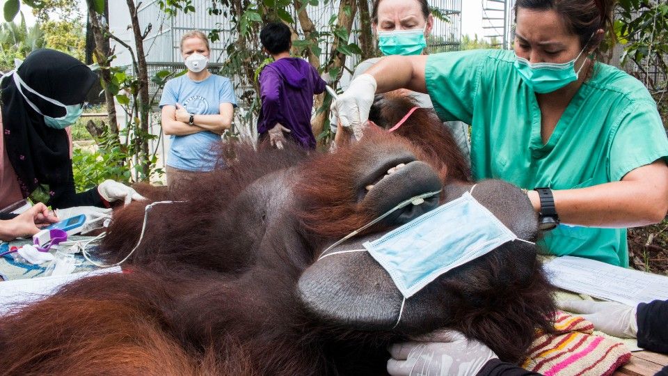 JoJo having a medical