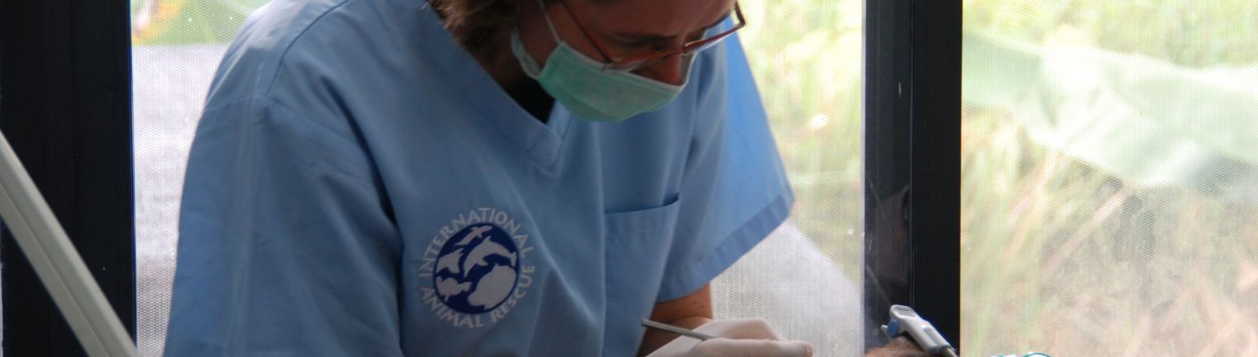 Lisa Milella performing dentistry on an orangutan