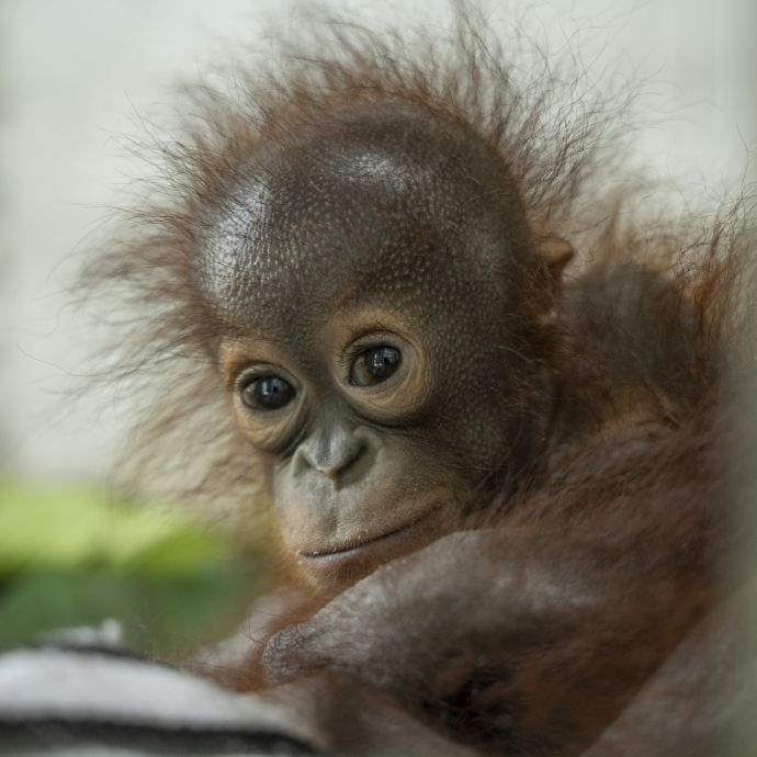 Xavier - baby orangutan