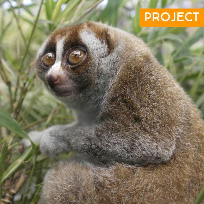 slow loris