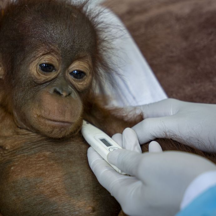 Baby orangutan Zeno at rescue