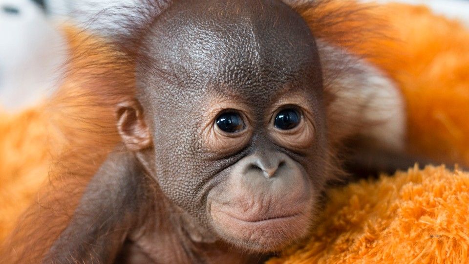 A stern looking Gatot