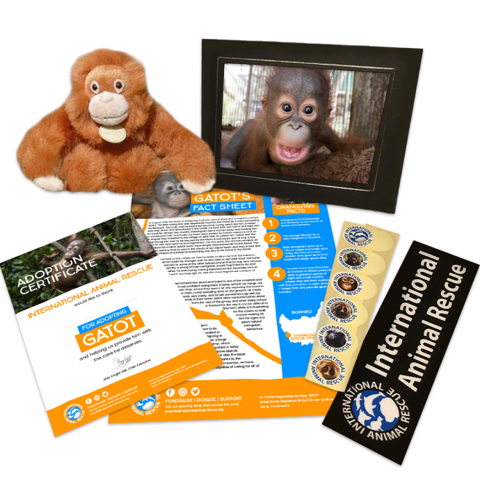 Gatot adoption pack